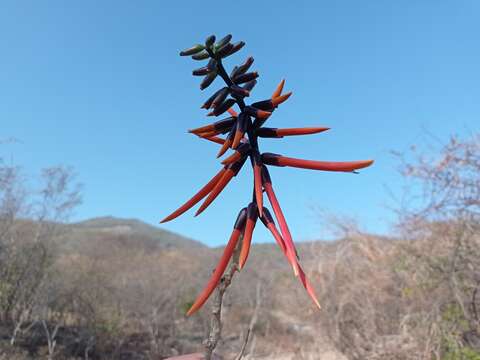 Слика од Erythrina goldmanii Standl.