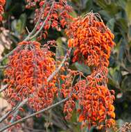 Erythrina falcata Benth. resmi