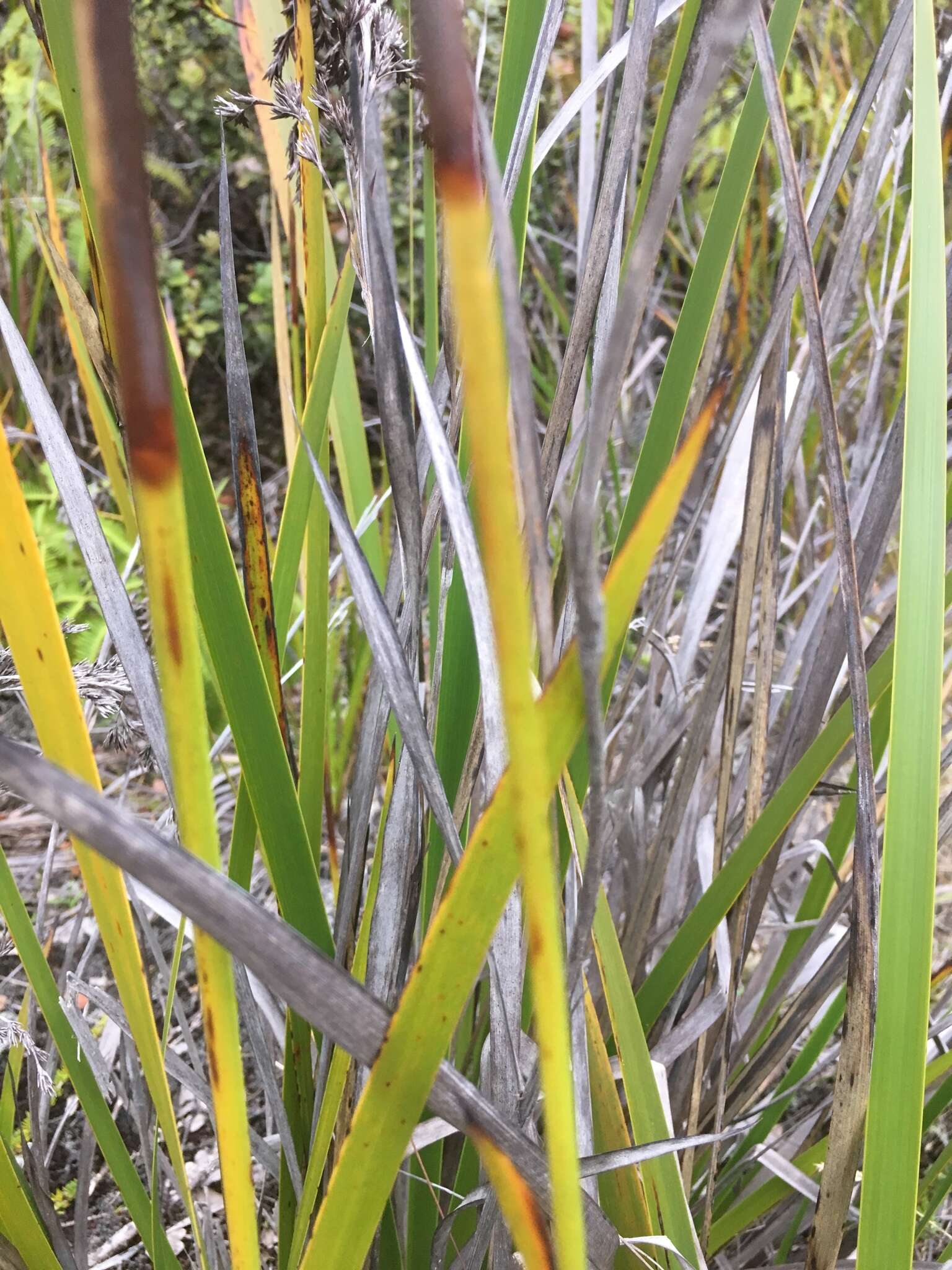 Image of Polynesian Twig-Rush