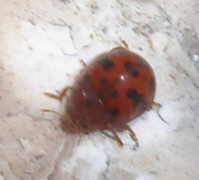 Image of Subcoccinella