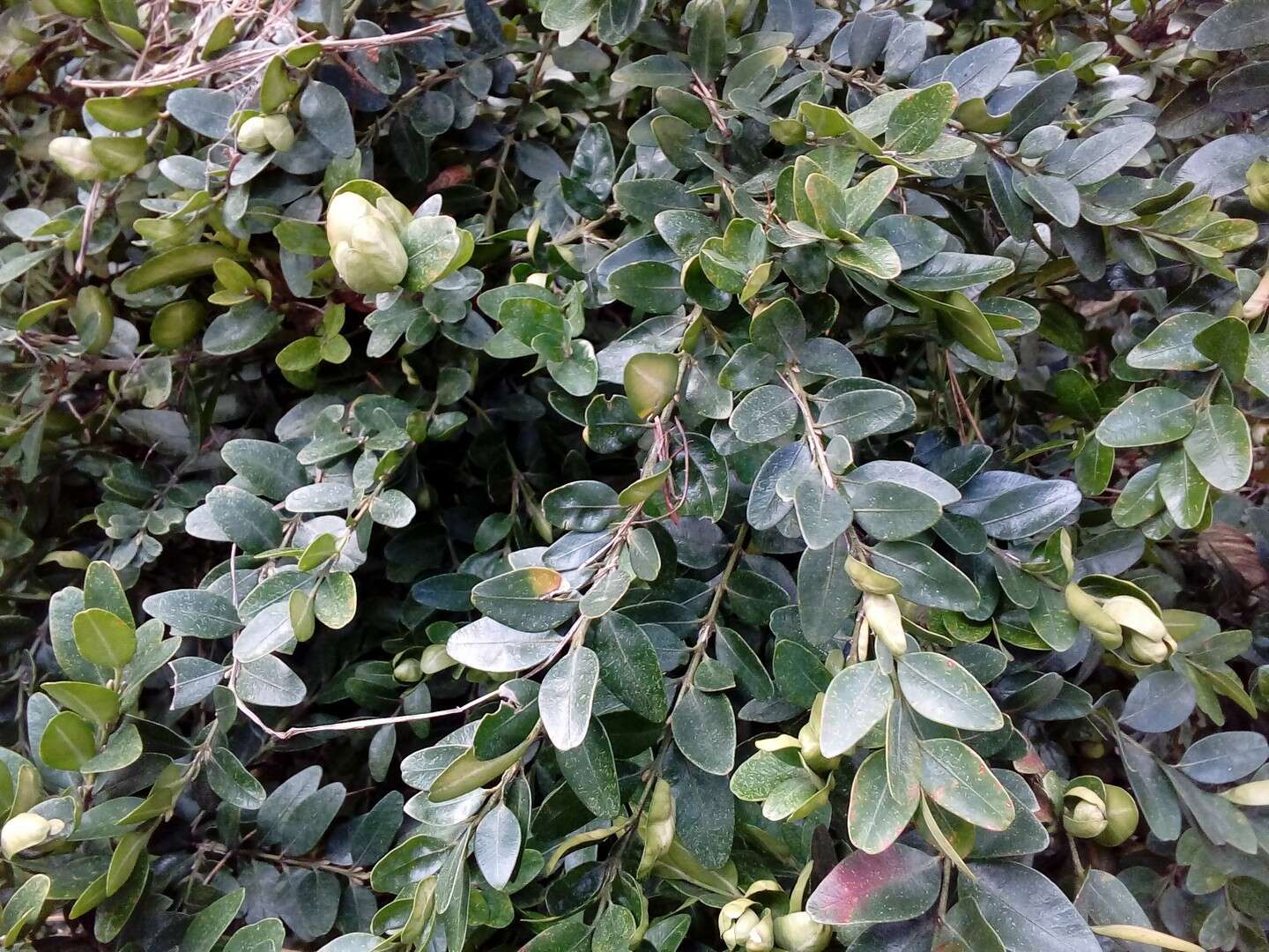 Sivun Buxus sempervirens L. kuva