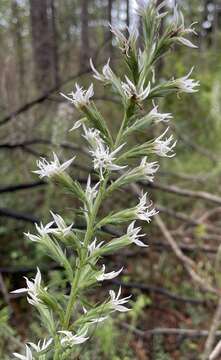 Слика од Liatris elegans var. kralii Mayfield