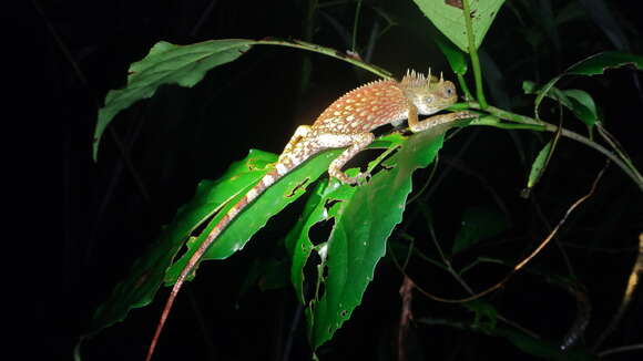 Sivun Acanthosaura phuketensis Pauwels, Sumontha, Kunya, Nitikul, Samphanthamit, Wood & Grismer 2015 kuva