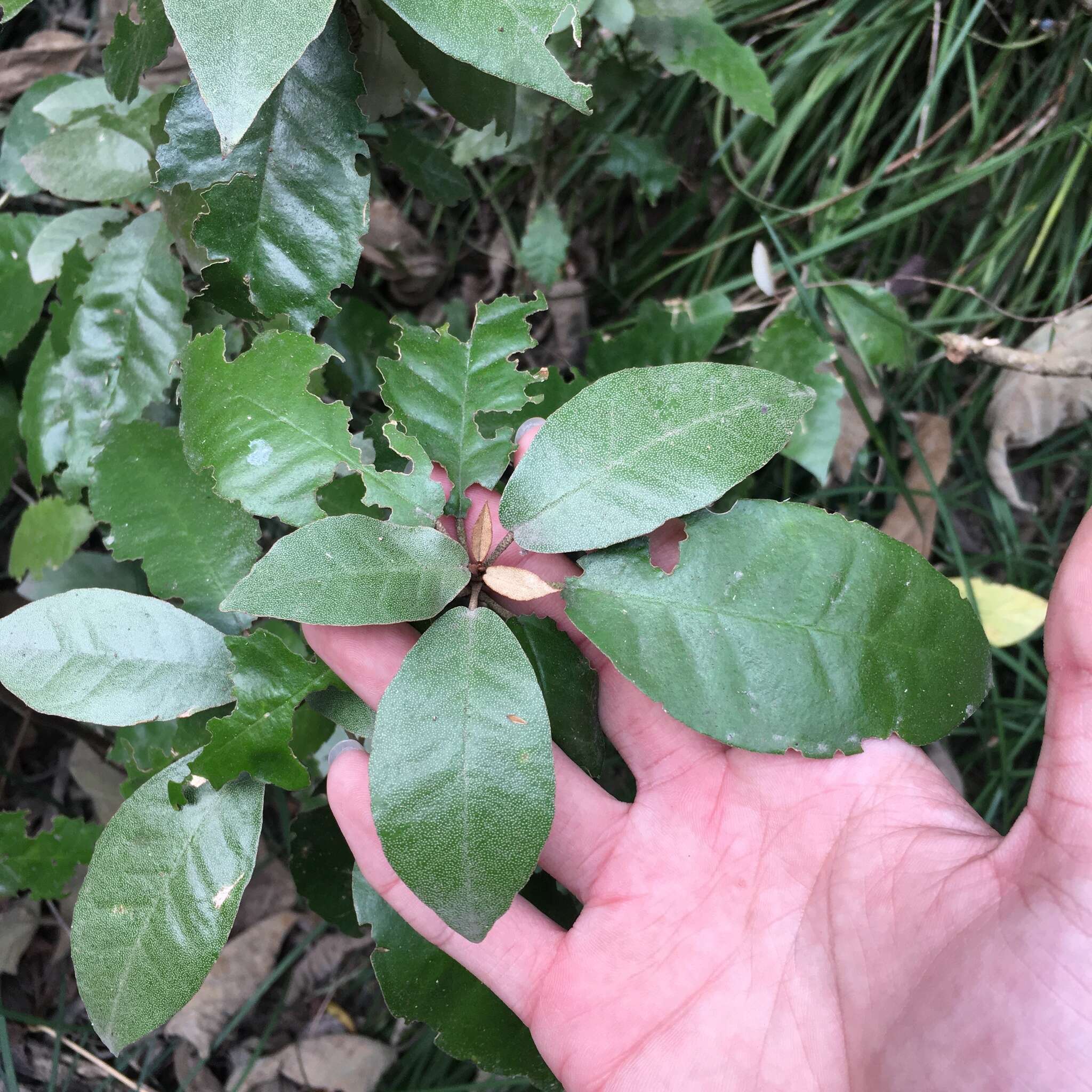 Imagem de Croton cascarilloides Raeusch.