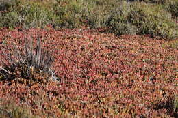 Image de Salicornia quinqueflora subsp. quinqueflora