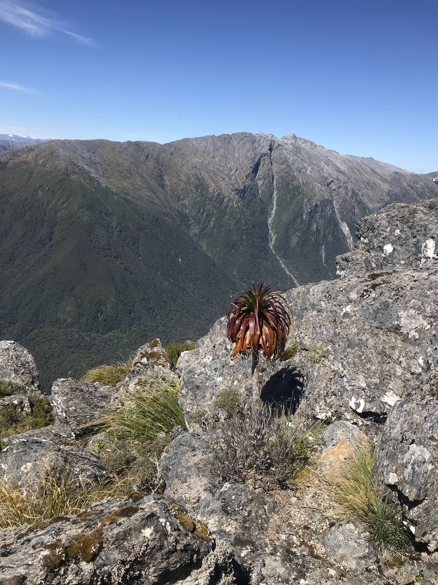 Image de Dracophyllum fiordense W. R. B. Oliv.