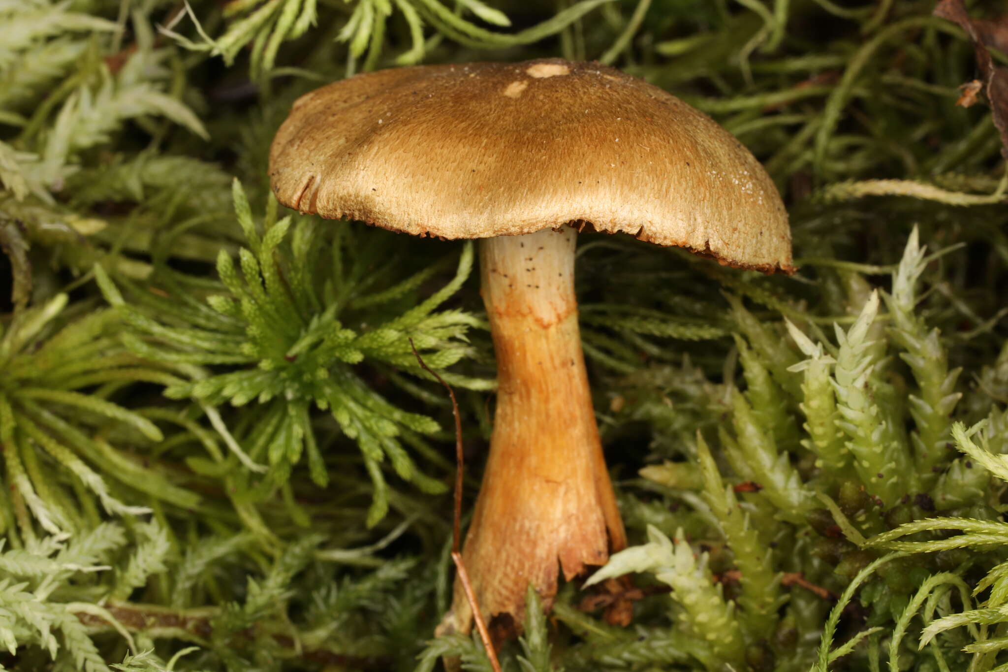 Слика од Cortinarius venetus (Fr.) Fr. 1838