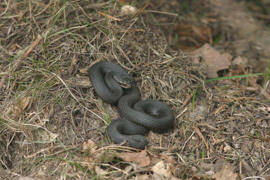 Image of Adder