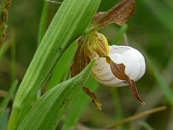 Image of Small white lady's slipper