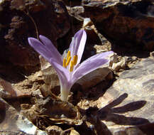Image of Colchicum tunicatum Feinbrun