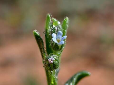 Image of Lappula concava (F. Müll.) F. Müll.