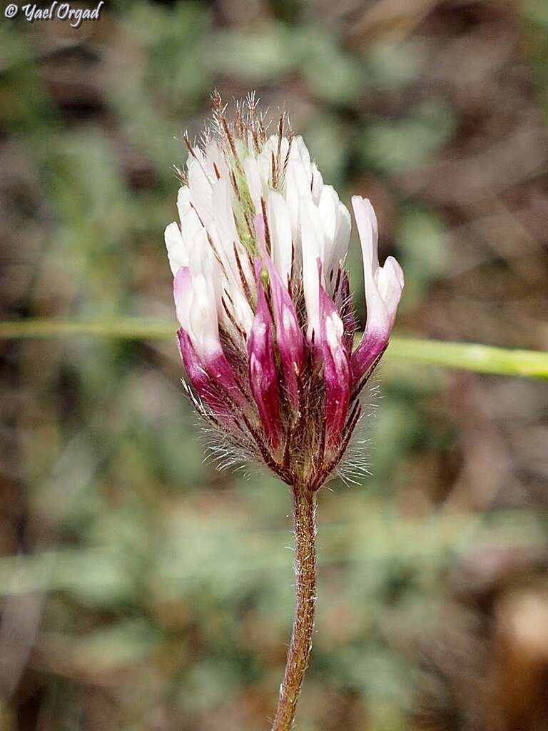 Imagem de Trifolium dichroanthum Boiss.