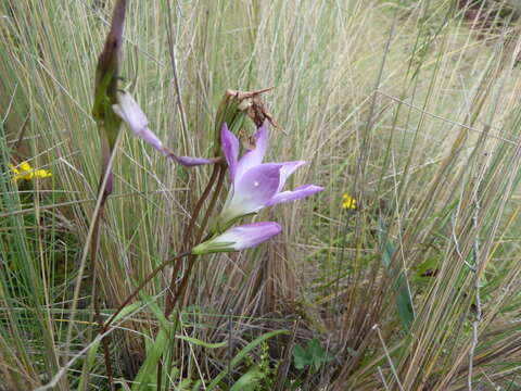 صورة Gentianella ernestii (Briq.) Fabris ex J. S. Pringle