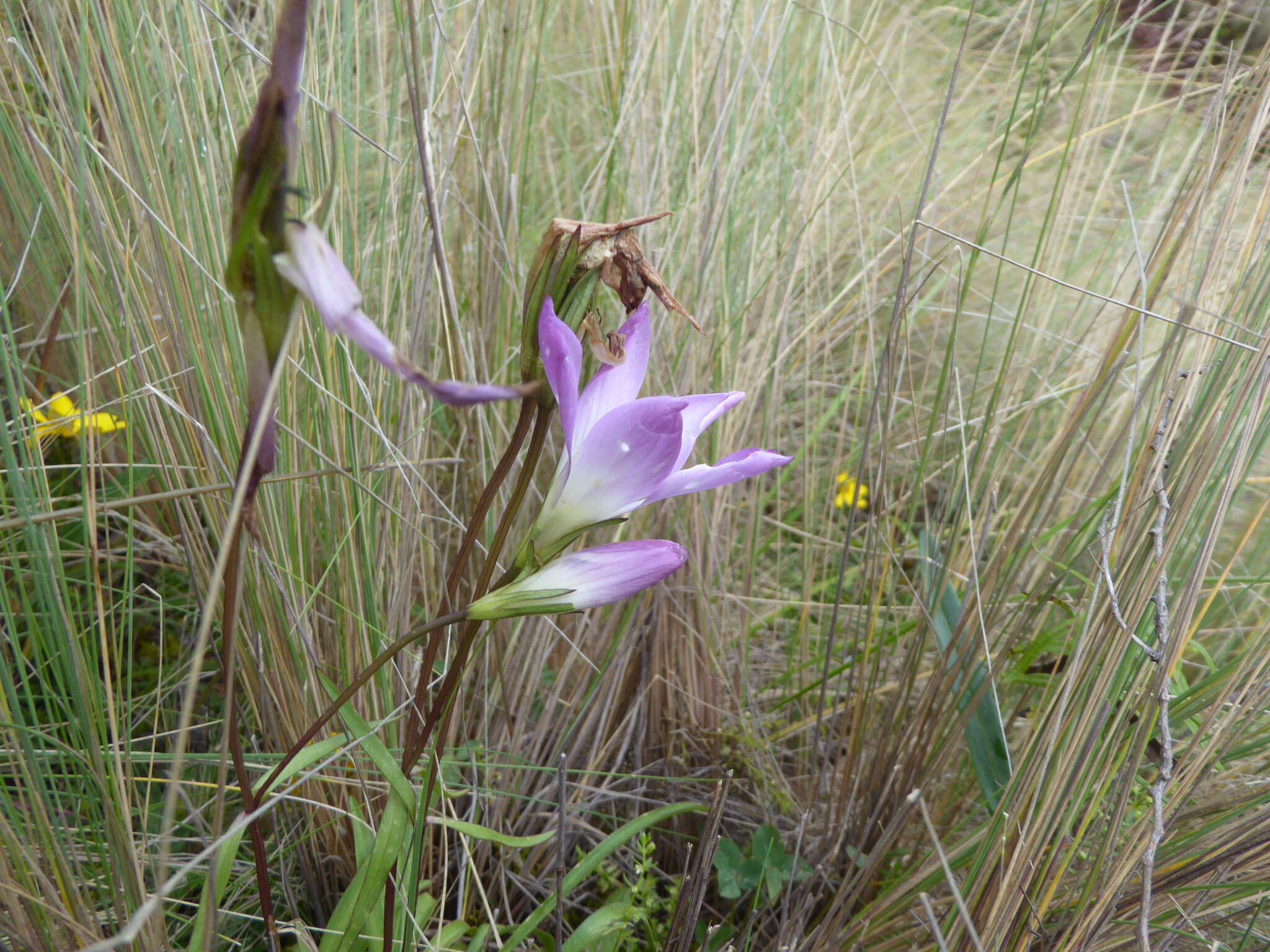 صورة Gentianella ernestii (Briq.) Fabris ex J. S. Pringle