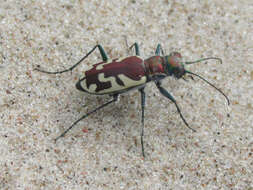 Image of Cicindela (Cicindela) lengi lengi W. Horn 1908