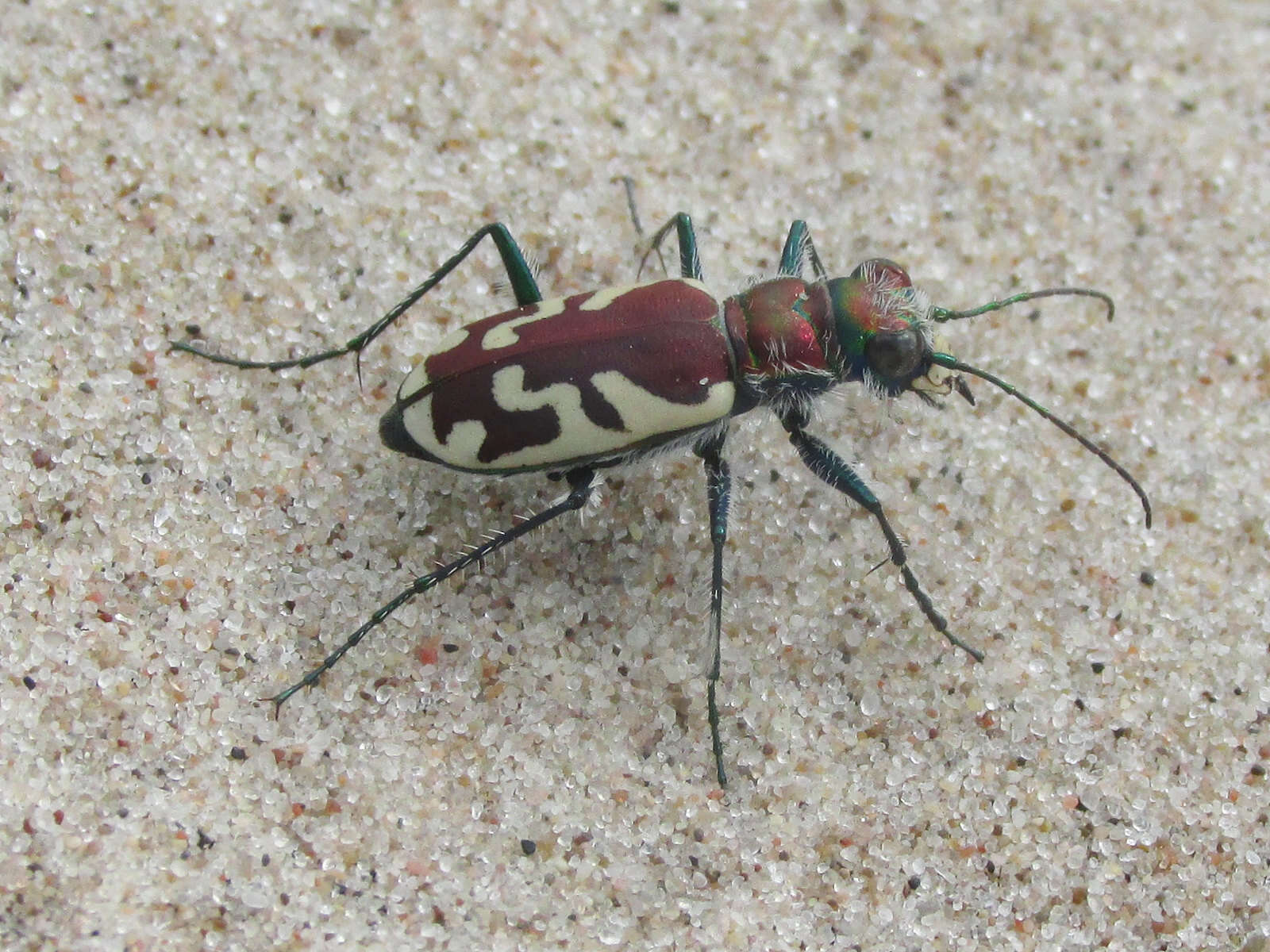 Image of Cicindela (Cicindela) lengi lengi W. Horn 1908