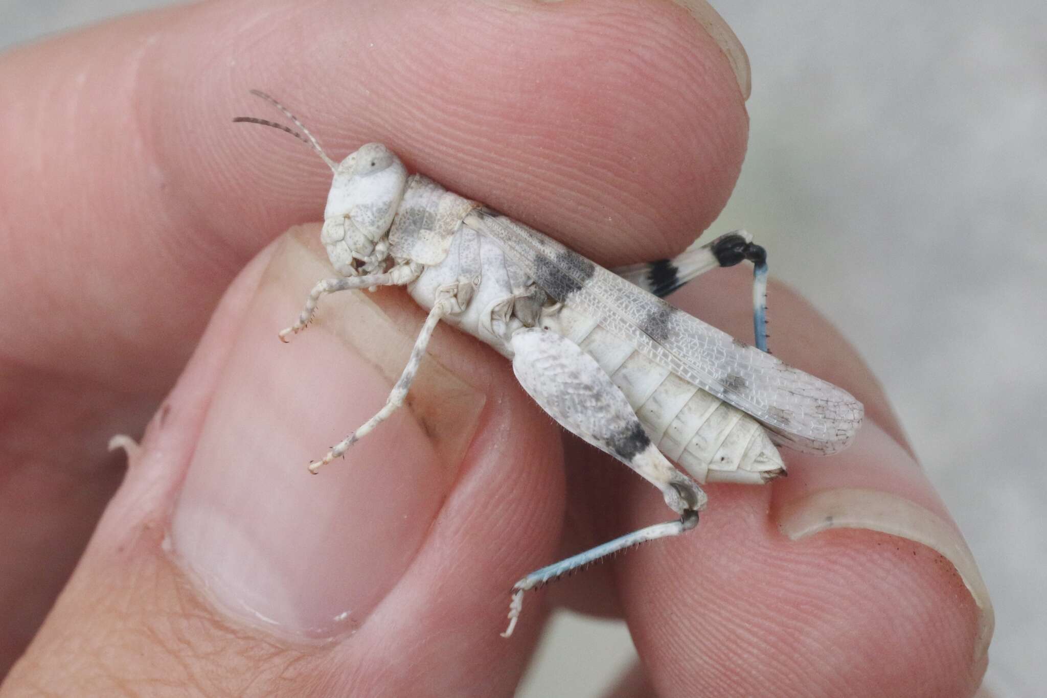 Trimerotropis albescens McNeill 1901 resmi