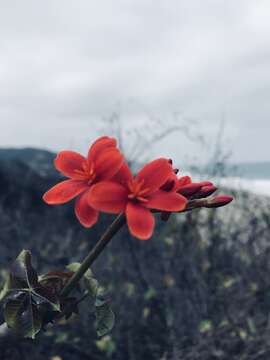 Image of Jatropha nudicaulis Benth.