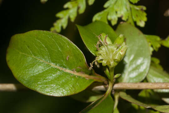 Image de Coprosma foliosa A. Gray