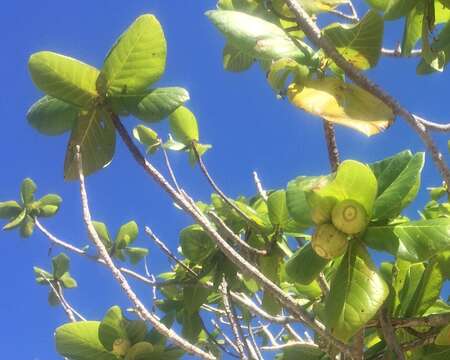 Image of Beach Gardenia