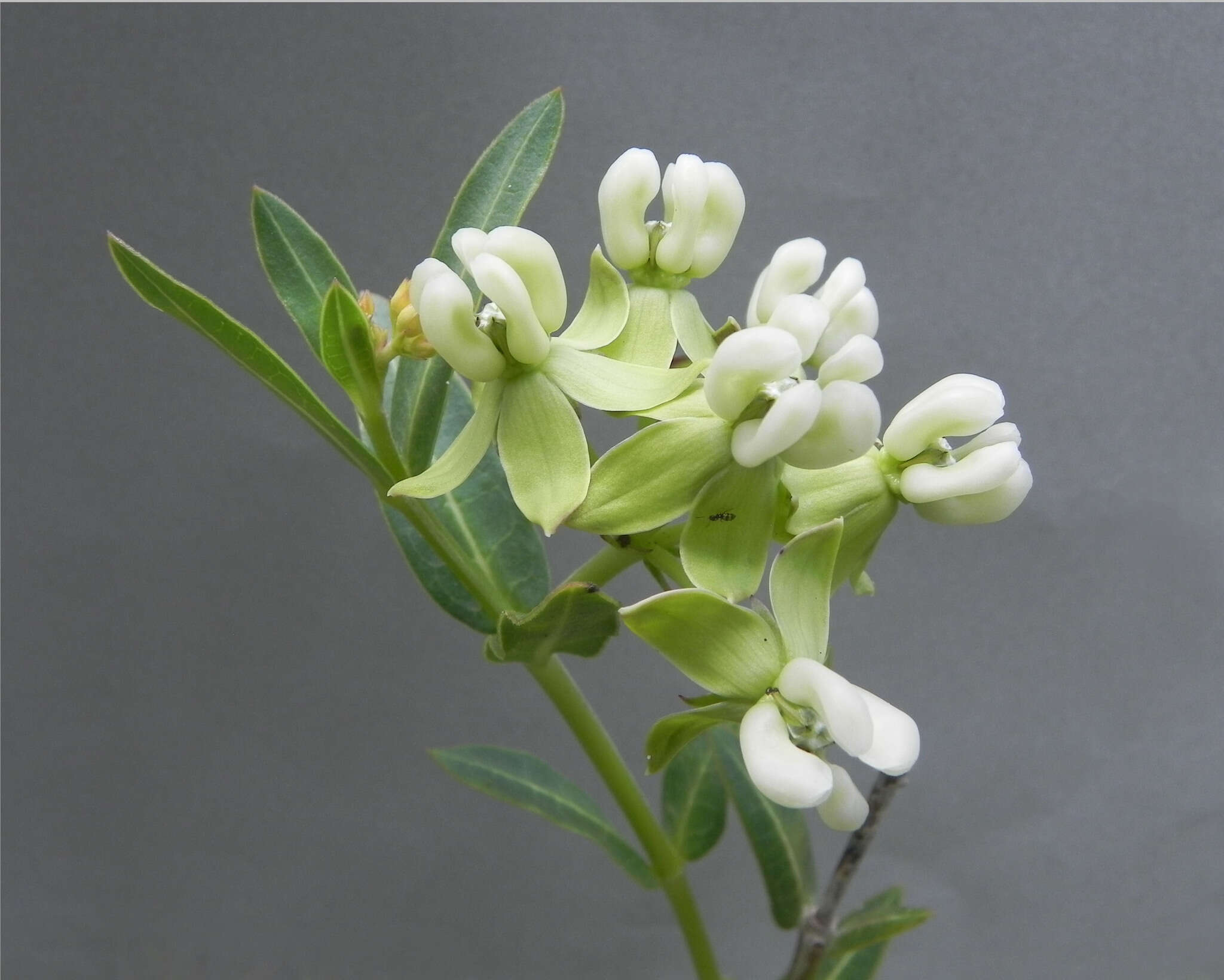 Imagem de Asclepias connivens Baldw. ex Ell.