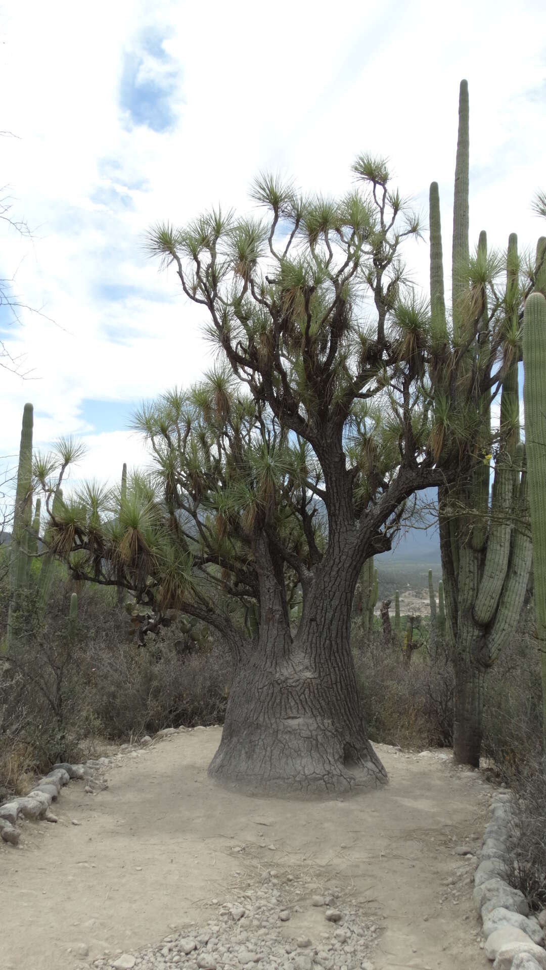 Image of Mexican Pony Tail Palm