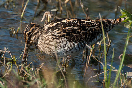 صورة Gallinago nigripennis nigripennis Bonaparte 1839