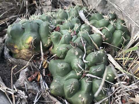 Image of Thelocactus buekii (Klein bis) Britton & Rose