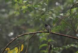 Image of Smoke-colored Pewee