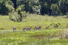 Image de Kobus leche kafuensis Haltenorth 1963