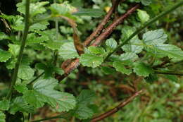 Image of Forest pink hibiscus