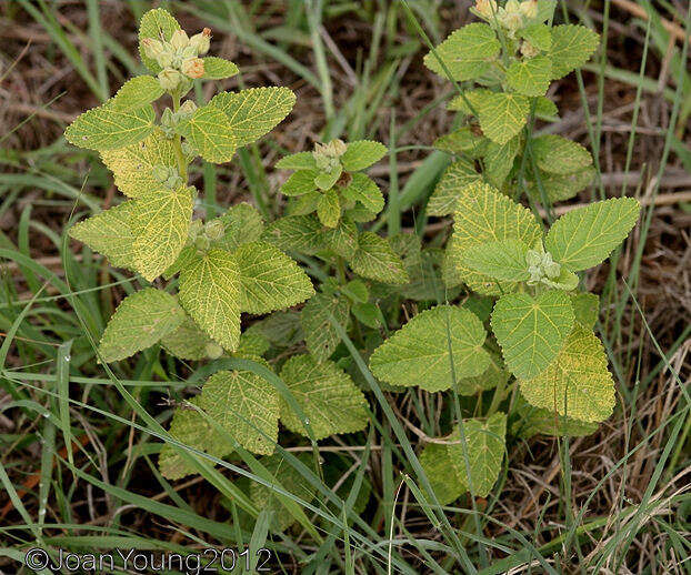 Image of country mallow