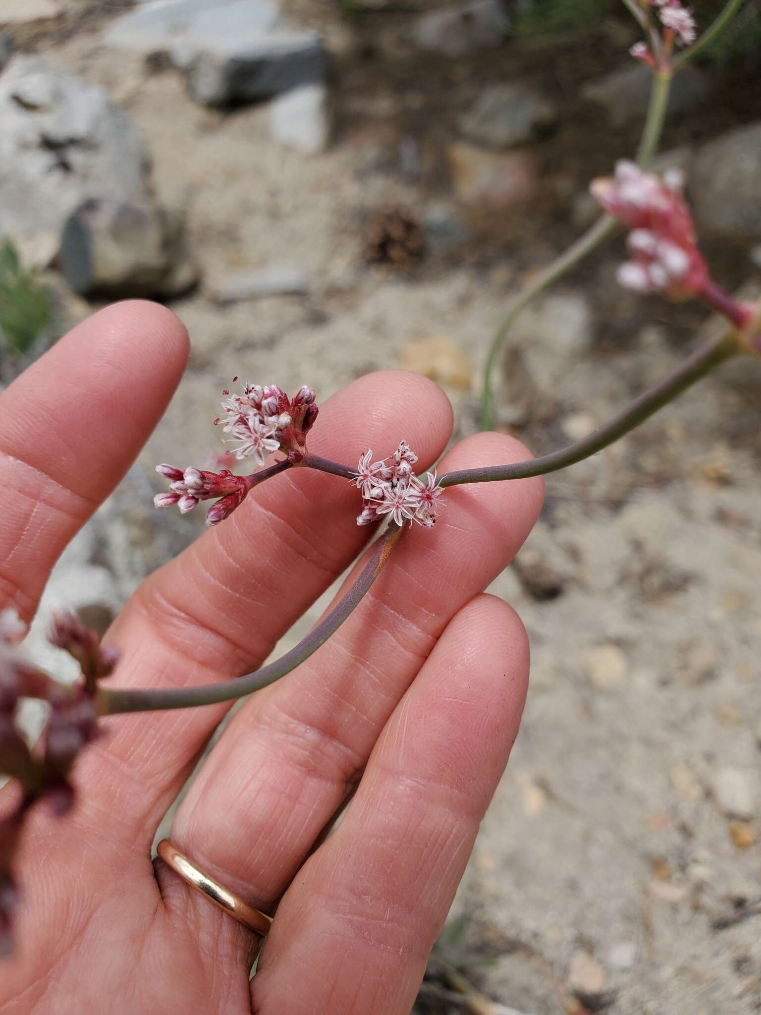 Imagem de Eriogonum elatum var. elatum