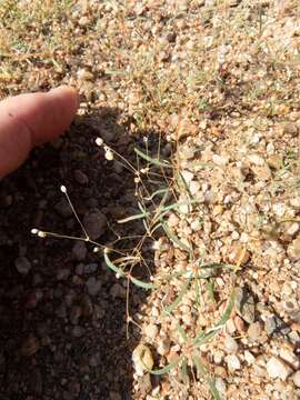 Image of Hypertelis umbellata (Forsk.) Thulin