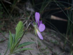 Слика од Viola tricolor subsp. curtisii (E. Forster) Syme