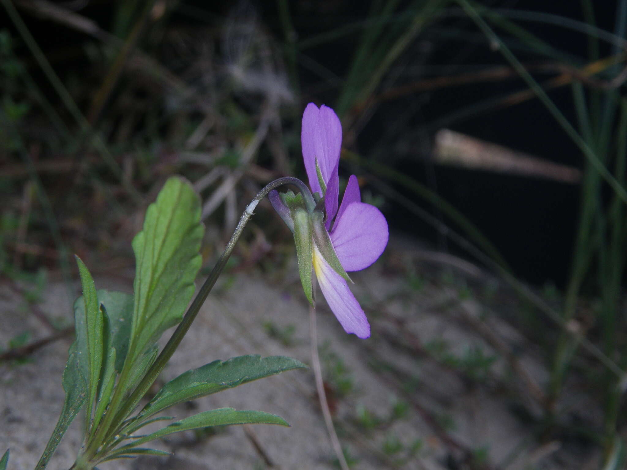 Image of Viola tricolor subsp. curtisii (E. Forster) Syme