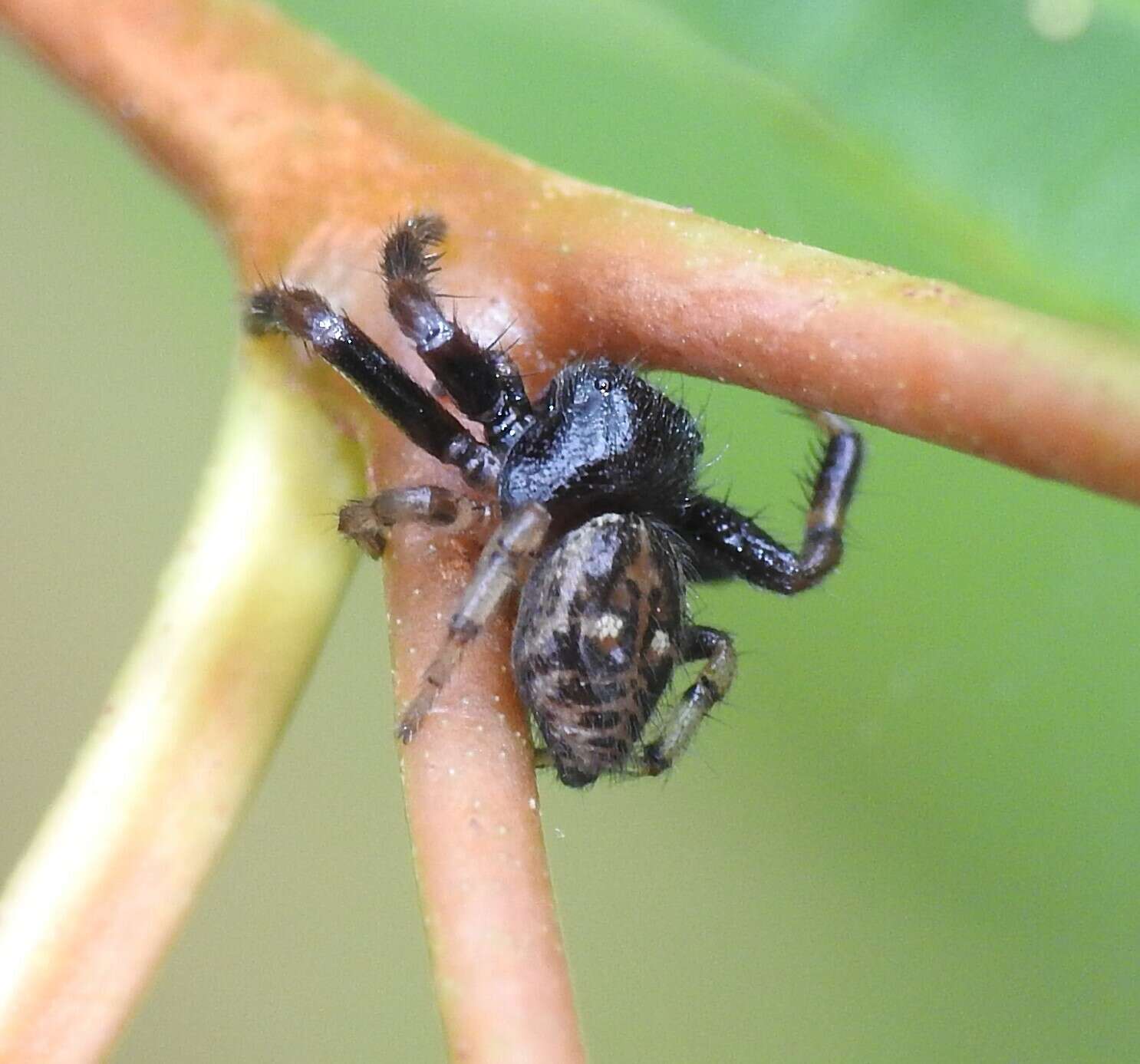 Image of Xysticus bimaculatus L. Koch 1867