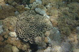 Image of Common lettuce coral