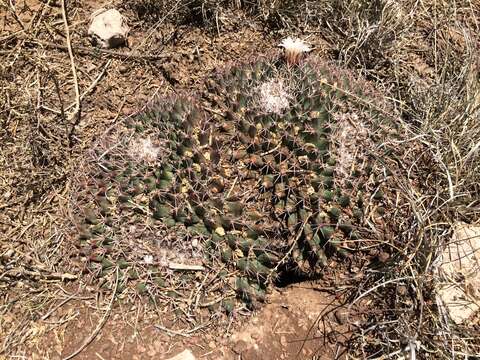 Image of little nipple cactus