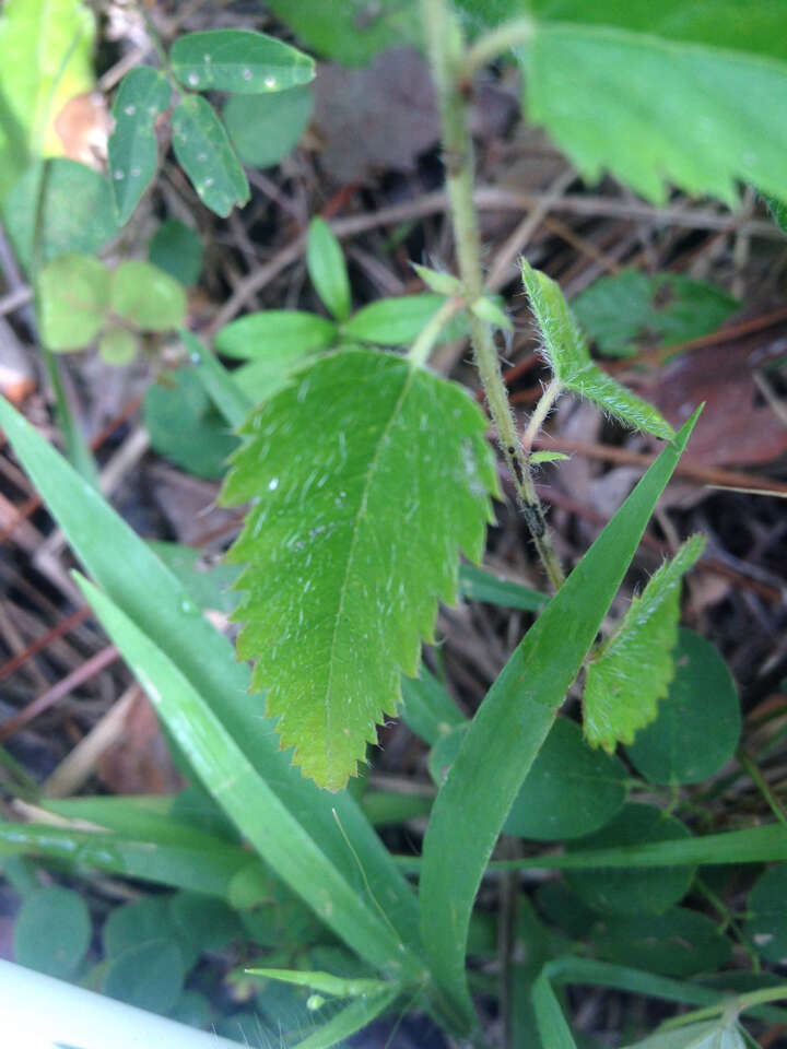 صورة Tragia urticifolia Michx.