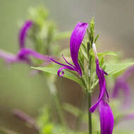 Hypoestes purpurea (L.) R. Br. resmi