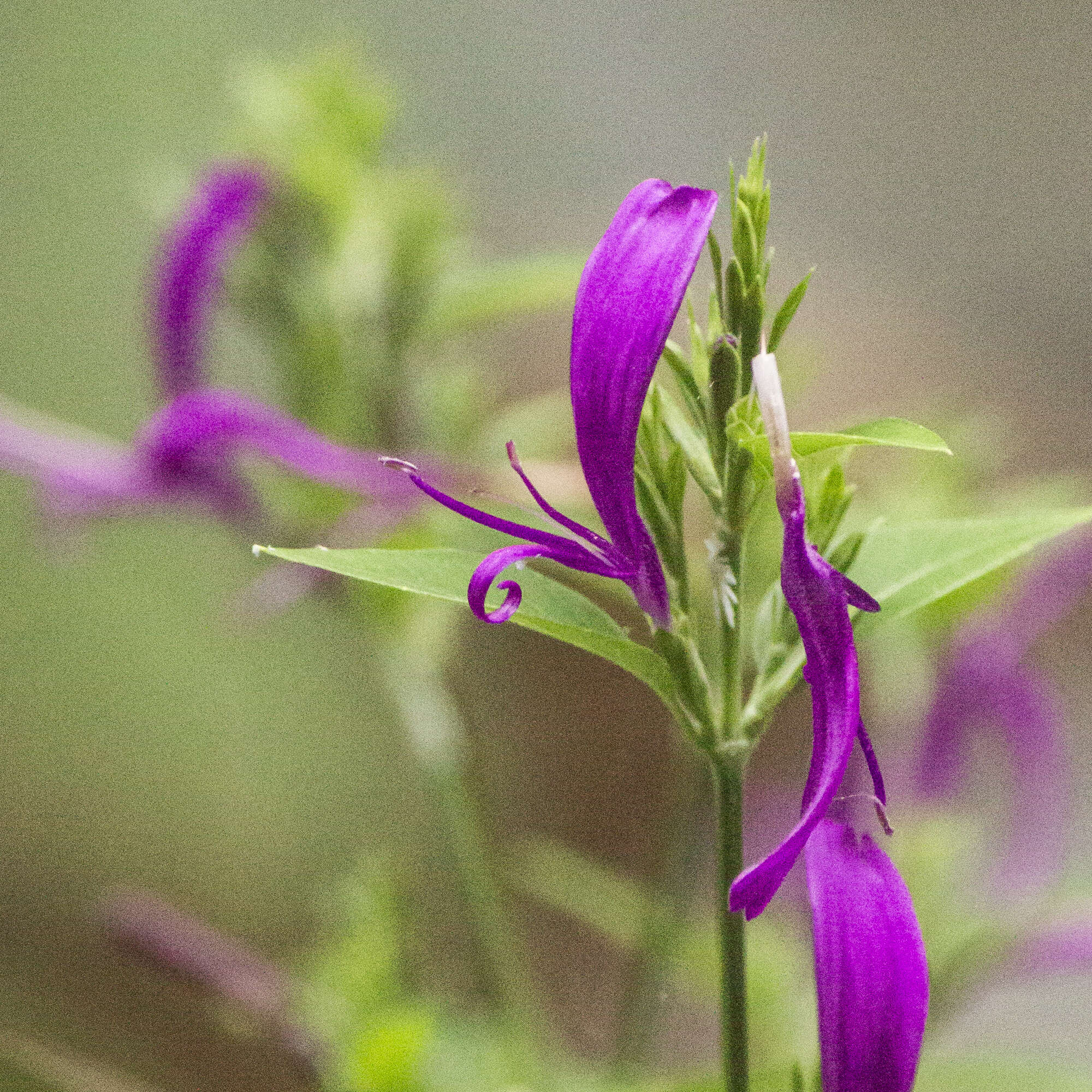 Plancia ëd Hypoestes purpurea (L.) R. Br.