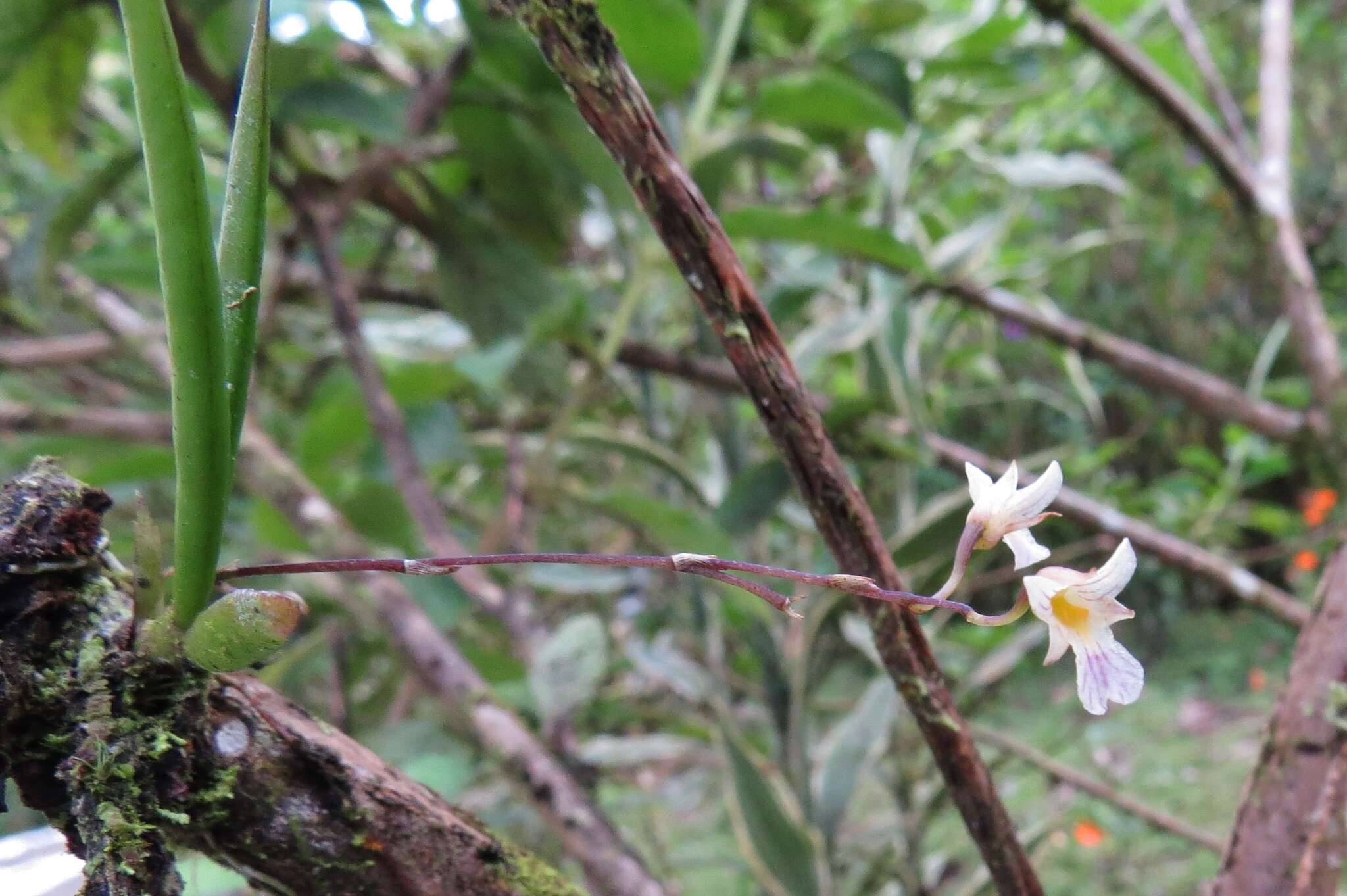 Image of fleshyleaf violet orchid