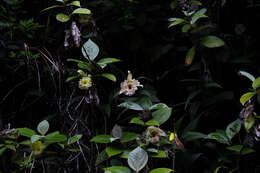 صورة Sobralia xantholeuca B. S. Williams