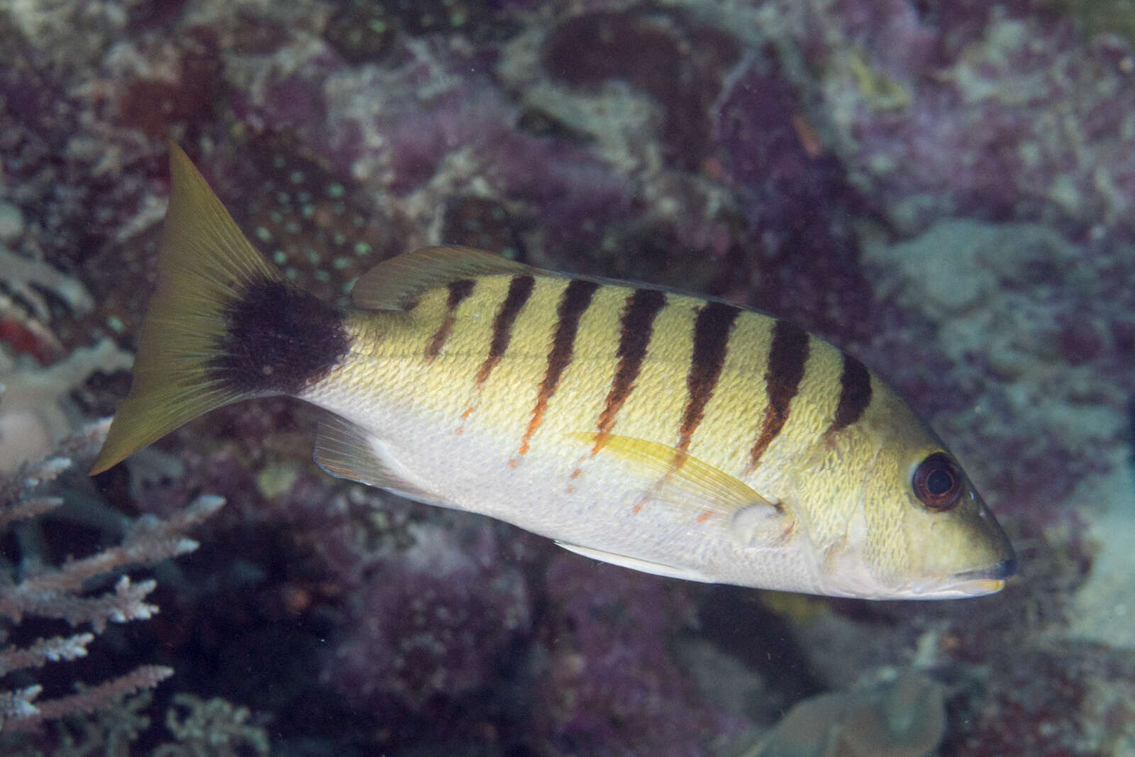 Image of Black-banded seaperch