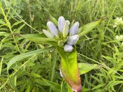 Image of gentian