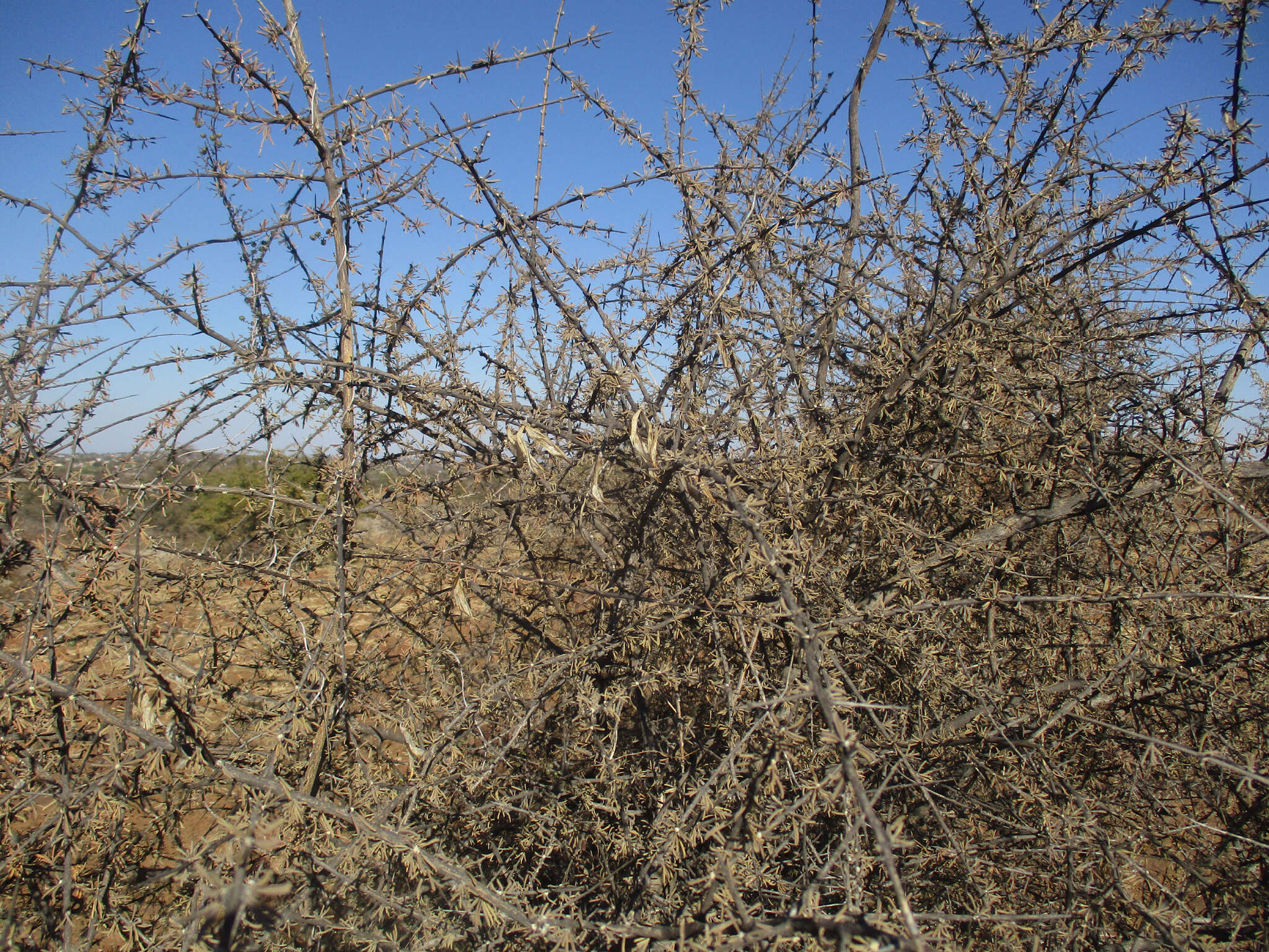 Imagem de Rhigozum brevispinosum Kuntze