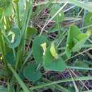 Image of Aristolochia navicularis E. Nardi