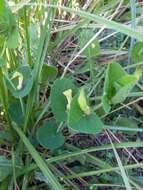 Image of Aristolochia navicularis E. Nardi