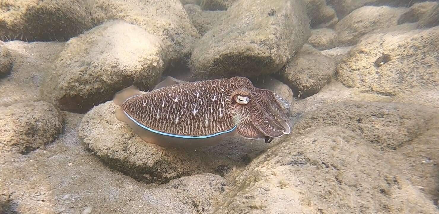 Image of Pharaoh Cuttlefish